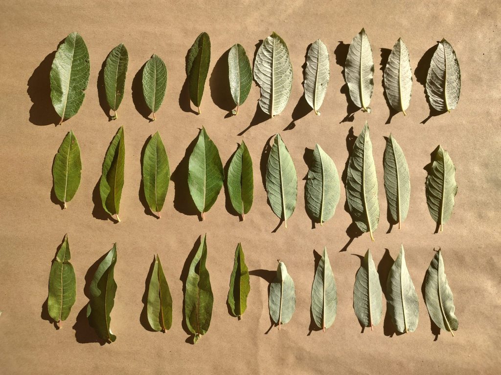 Salixf1prolixa sitka