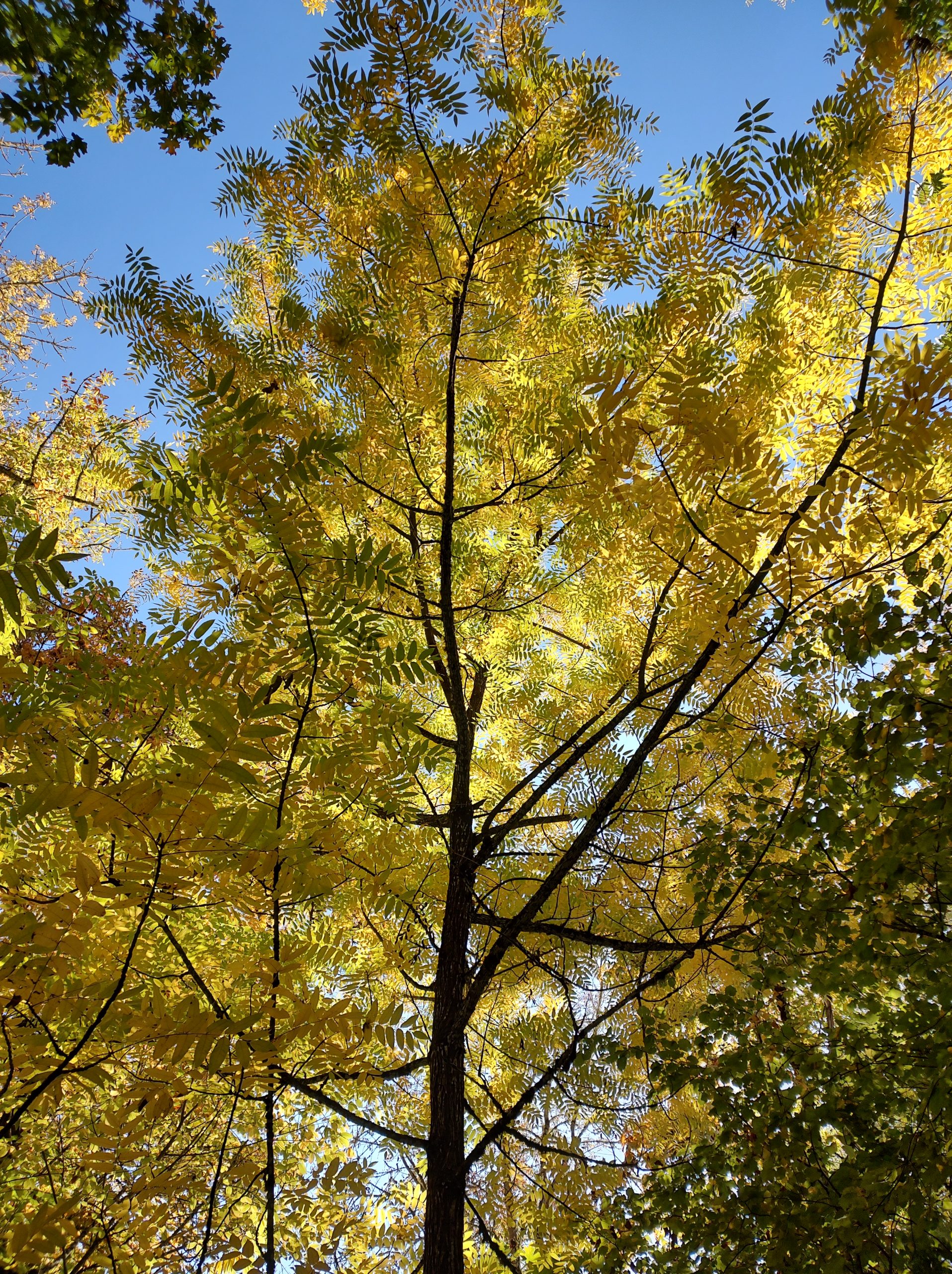 Oregon Walnuts Notes from the Farm 21 October – The Oregon Walnut – Scholls Valley ...