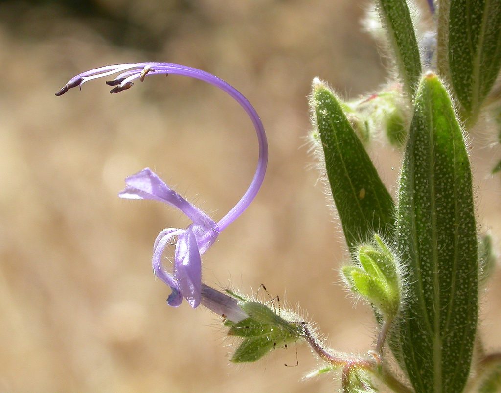 Trichostema lanceolatum NPS